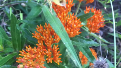 Bright, colorful and pulsing with natural-life.