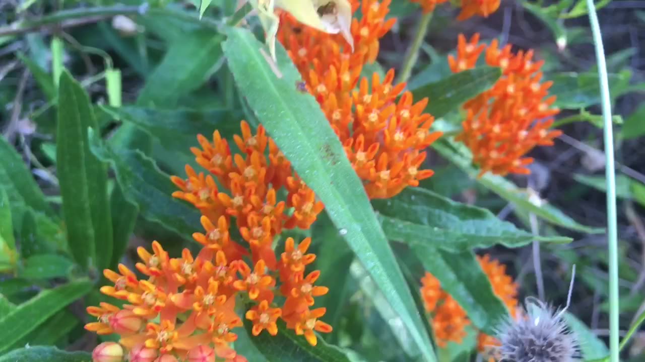 Bright, colorful and pulsing with natural-life.