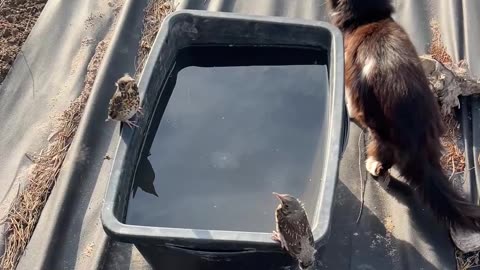 Birds Freeze Motionless to Deceive Cat