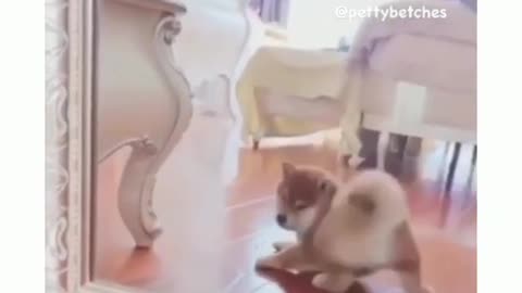Dog Checks Mirror To See If Butt Is Getting Big