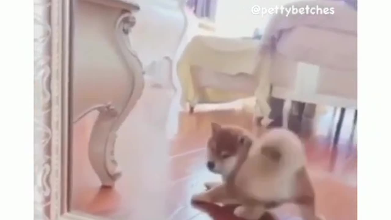 Dog Checks Mirror To See If Butt Is Getting Big