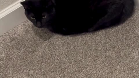 Cute Precious Piper is Learning Her Geometry - Adopting a Cat from a Shelter Vlog #shorts