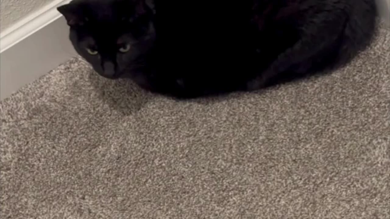 Cute Precious Piper is Learning Her Geometry - Adopting a Cat from a Shelter Vlog #shorts