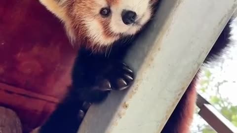 Red Panda bears are so cute
