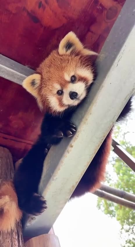 Red Panda bears are so cute