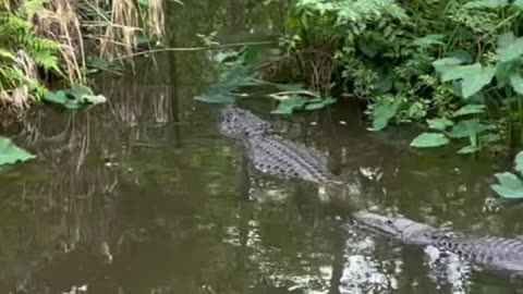 40 Foot Crocodile Seen in the Congo