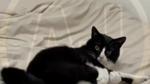 Funny animals video