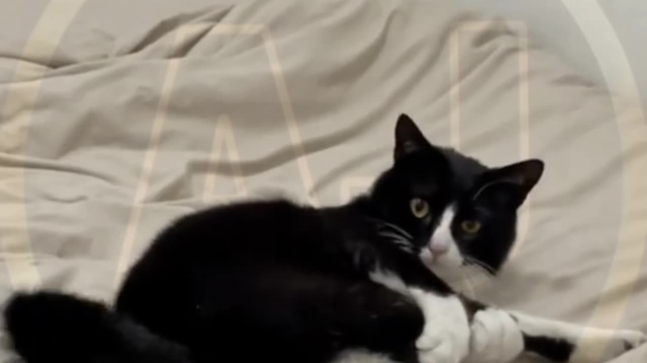 Funny animals video