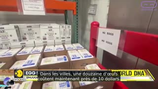LA CONTREBANDE D'OEUFS EXPLOSE