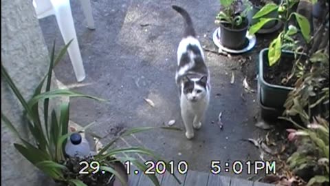 2010 1 29