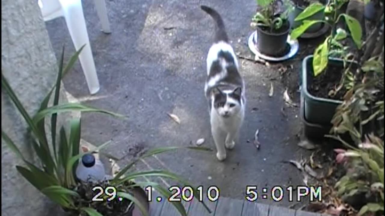 2010 1 29