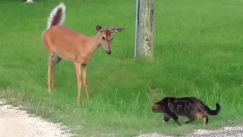 Animal curiosity