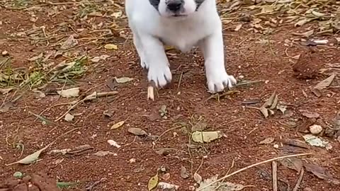 Dog