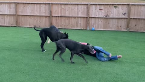 Dogs Determined to Take Daddy to the Yard