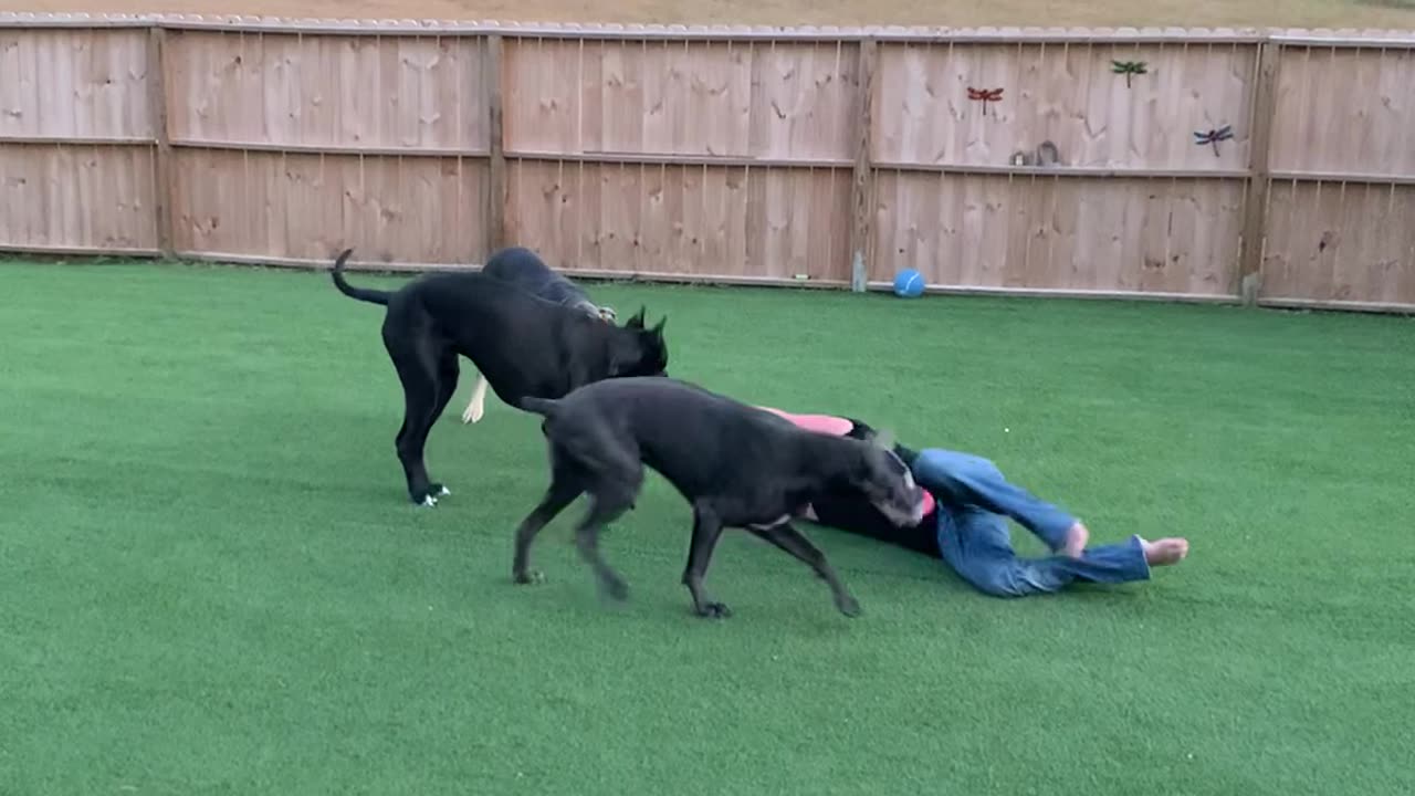 Dogs Determined to Take Daddy to the Yard