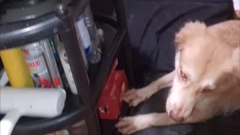Kitten vs Dog: Playful Battle Royale 🐾😅