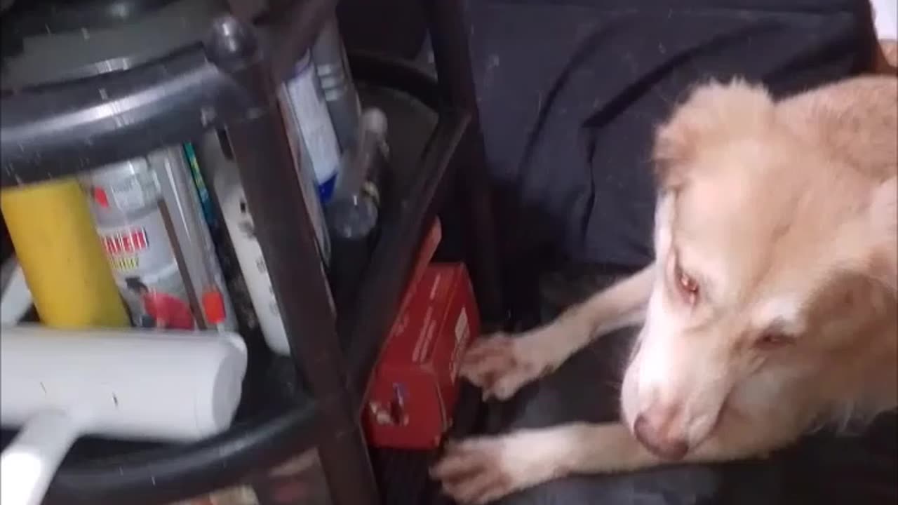 Kitten vs Dog: Playful Battle Royale 🐾😅