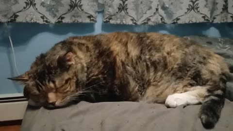 Adorable Cat Nap Time: The Sleepiest Snuggles Ever
