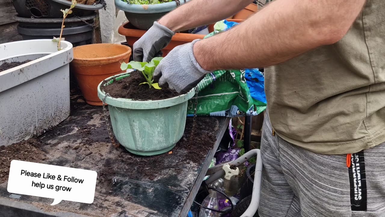 Repotting our cantaloupe honey bun melon 🍈