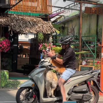 So cute!!! They all know their positions 😂🤡