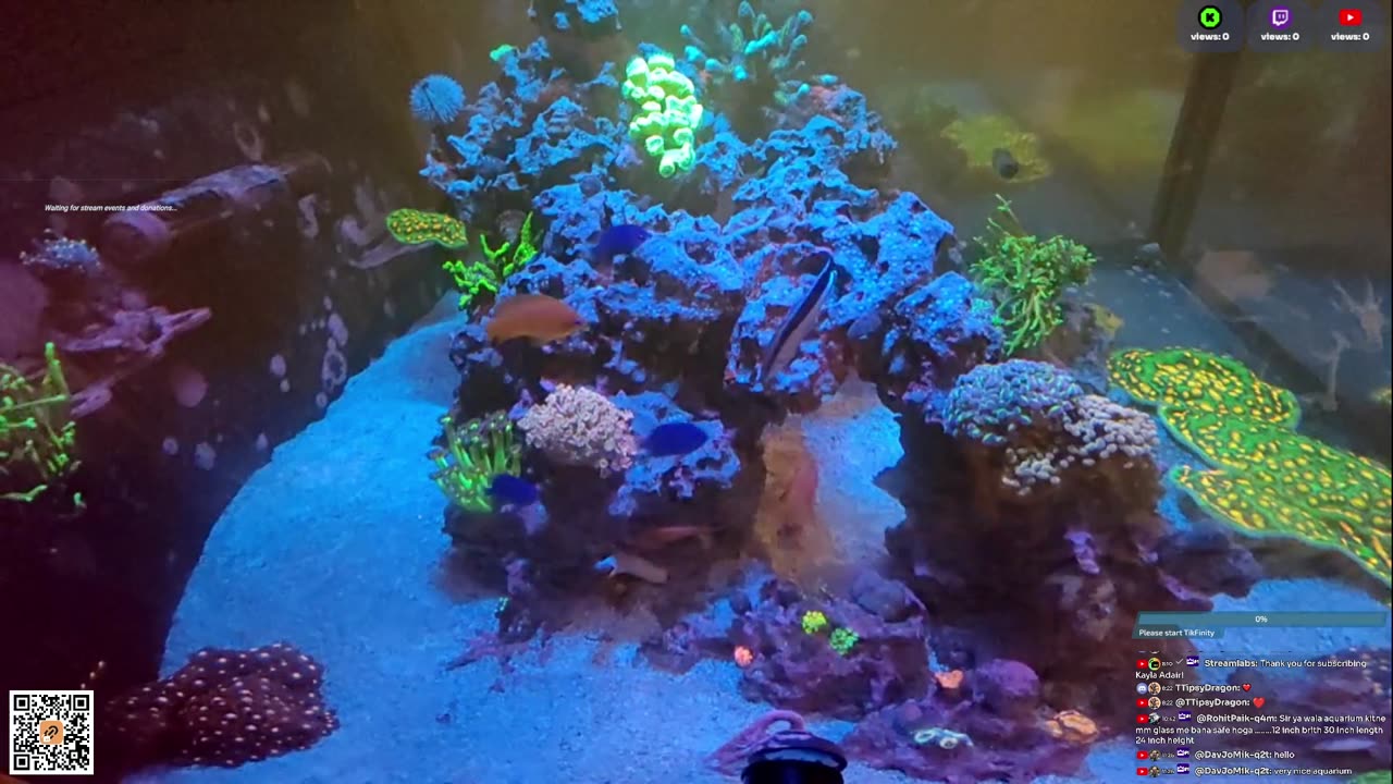 24/7 Real Live Reef Stream