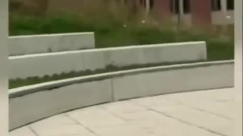 Funny_Animals