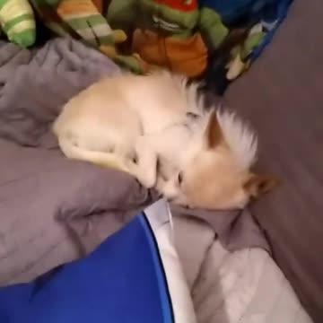 Maluma - Felices los 4 ( Aye chiwawa )