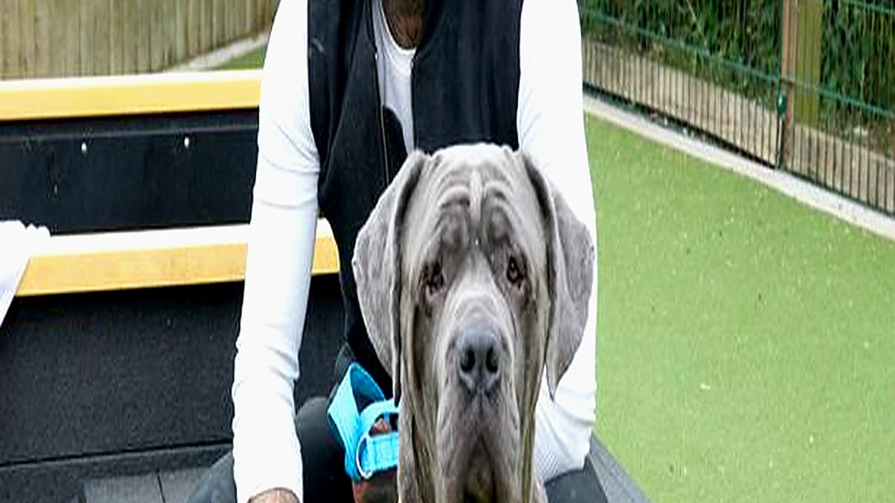 Pete Wicks Delighted as Dying Dog Theo Gets Loving