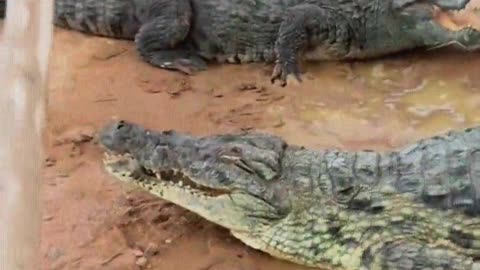The crocodile is afraid of the shovel.