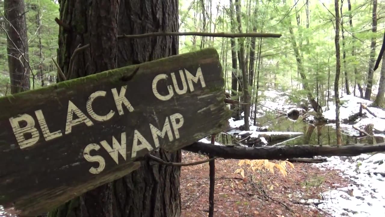 Black Gum Swamp