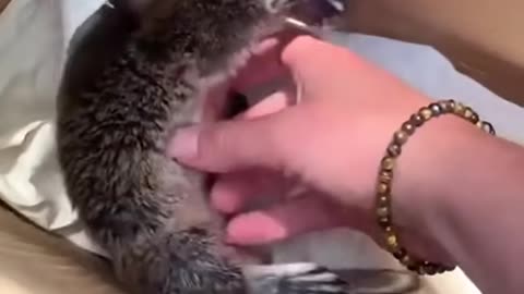 Baby Platypus