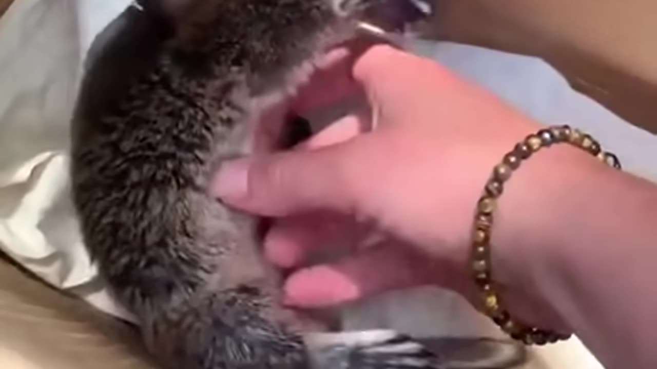 Baby Platypus