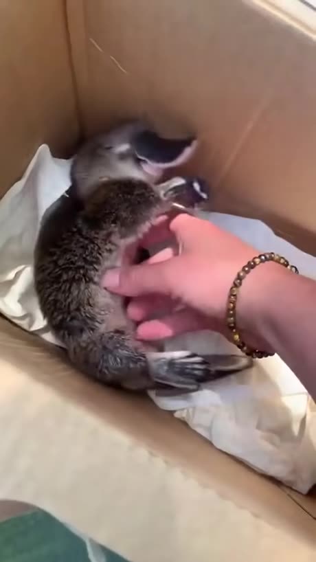 Baby Platypus