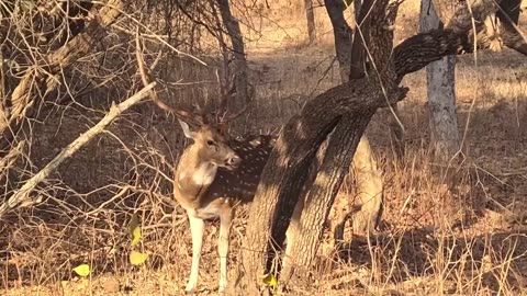 A Once-in-a-Lifetime Wildlife Moment at Gir National Park! 🇮🇳