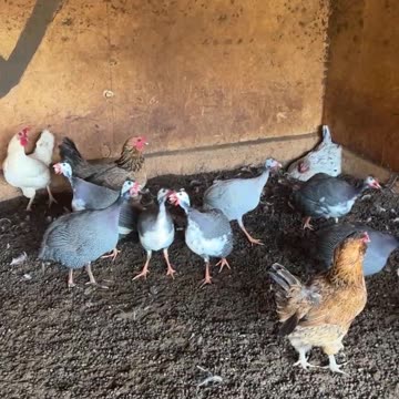 For no reason at all, the Guineas started to Sing and Dance