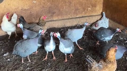 For no reason at all, the Guineas started to Sing and Dance