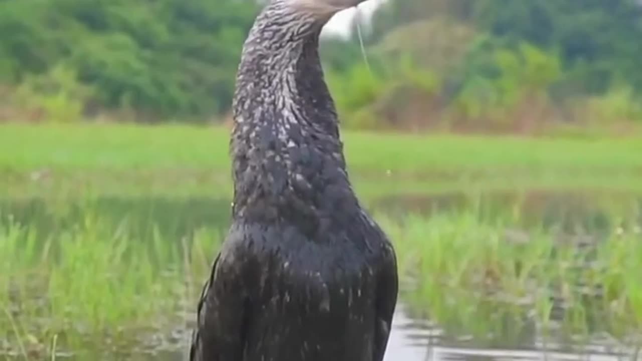🤯✨ Cormorants Feast in an Epic Dive! | FeedMyCuriosity