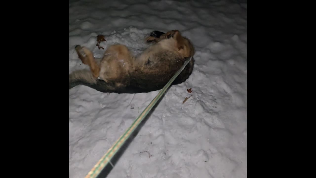 Virgil german shepherd.