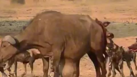 Wild life animals