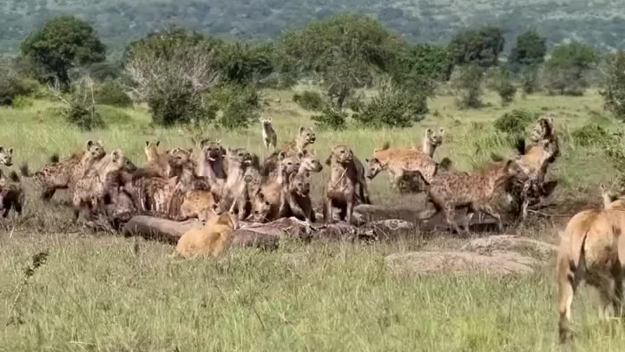 The Feast of Hyenas Ends with the Arrival of the King of the Jungle