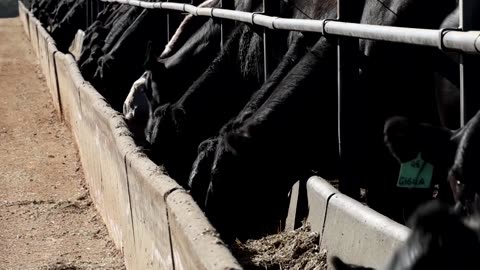 Australia expands grain-fed beef exports as US production falters