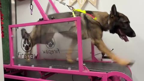 Dog Hits 17 MPH on Self-Propelled Slat Mill in High-Speed Sprint