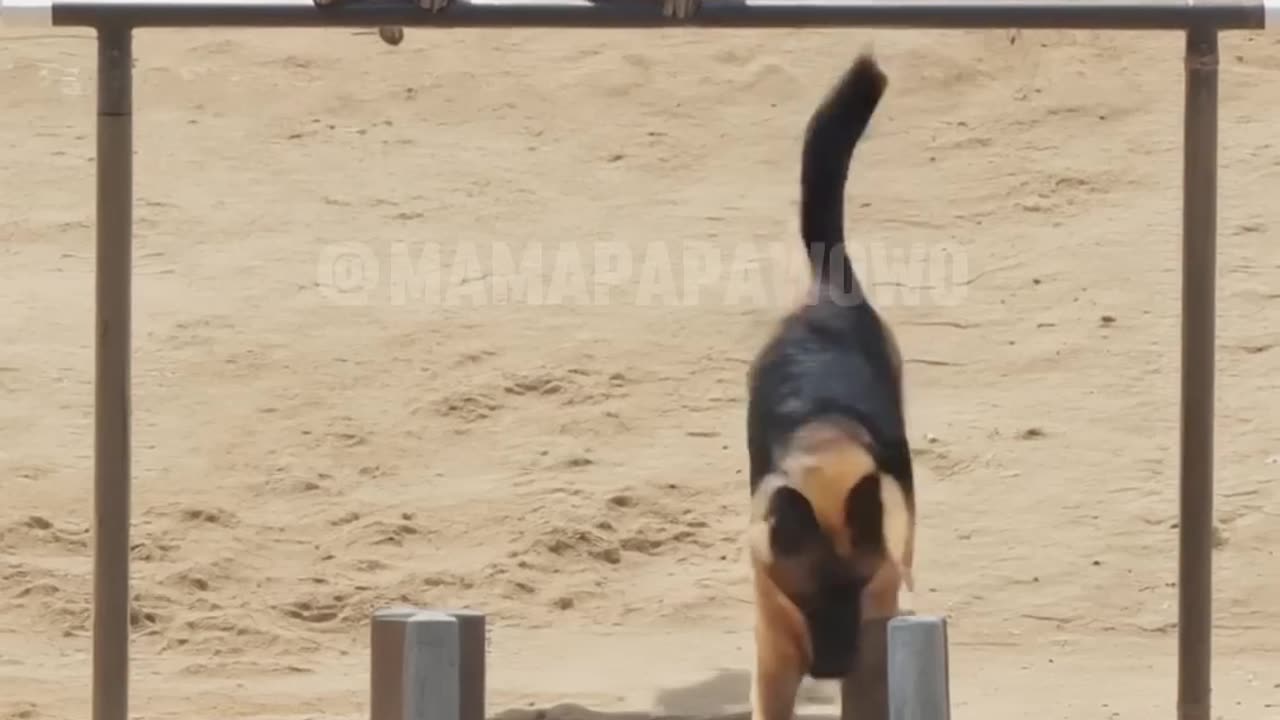 Dog training