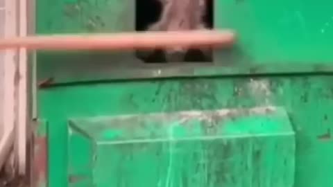 😂 Hilarious Animal Fails Caught on Camera! (Try Not to Laugh)