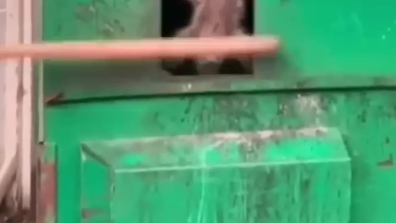 😂 Hilarious Animal Fails Caught on Camera! (Try Not to Laugh)