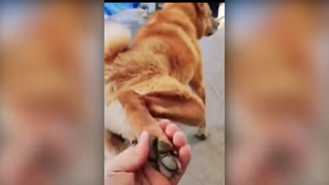 fuunny-cats--dogs---funny-animal-videos--funny-animals