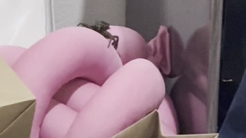 Giant Water Bug Seen Crawling In Home