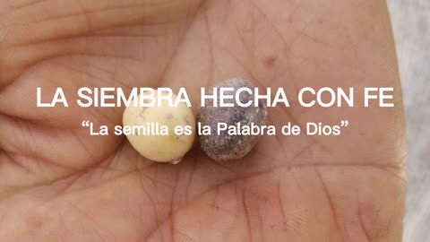 La siembra hecha con fe “La #semilla es la #Palabra de Dios”