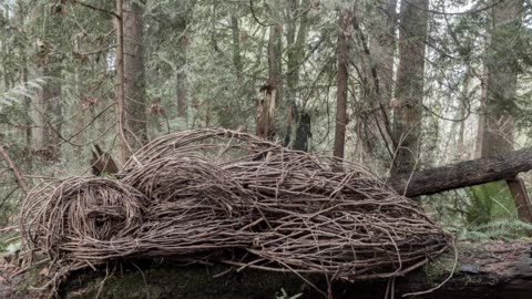 The Walk Back Home Podcast: Episode 7