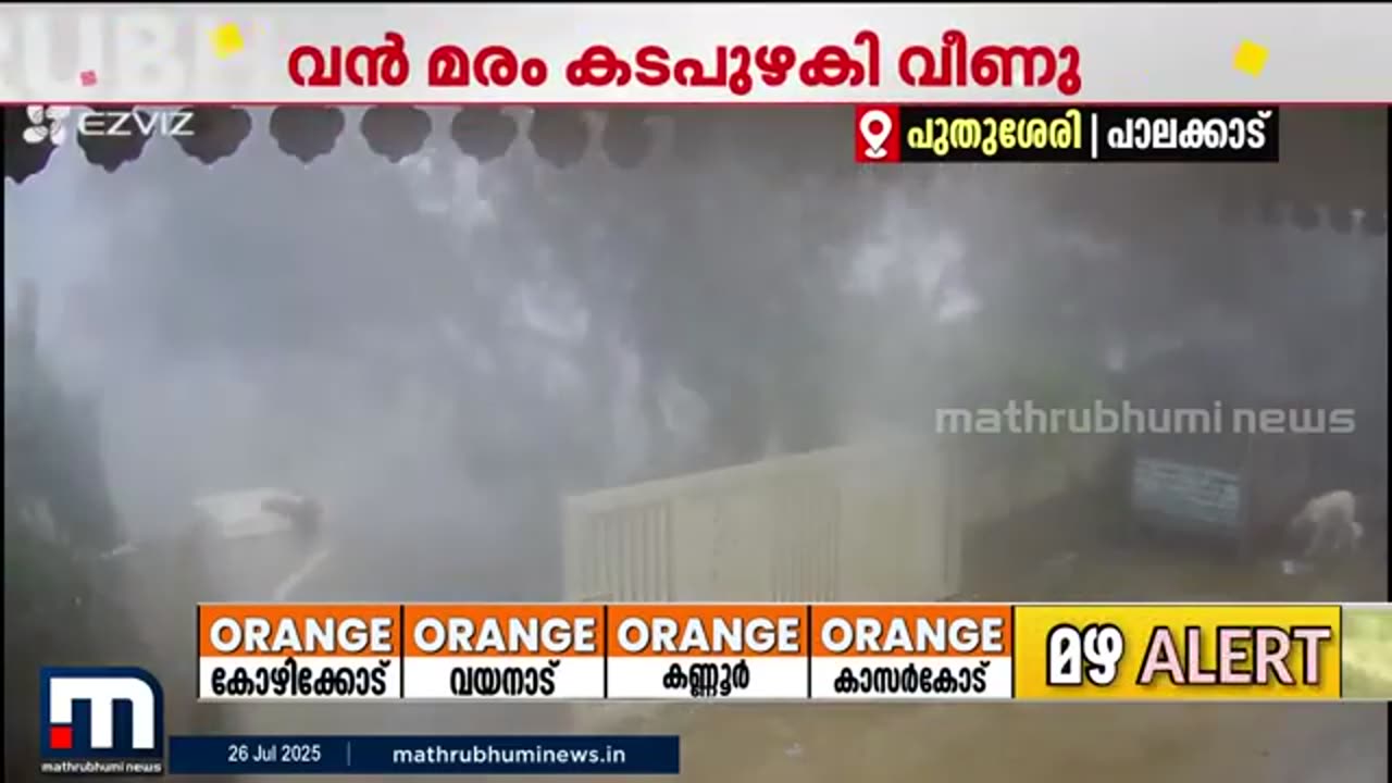 പാലക്കാട്_പുതുശേരിയിൽ_ശക്തമായ_കാറ്റിൽ_വൻ_മരം_കടപുഴകി_വീണു___Palakkad___Rain